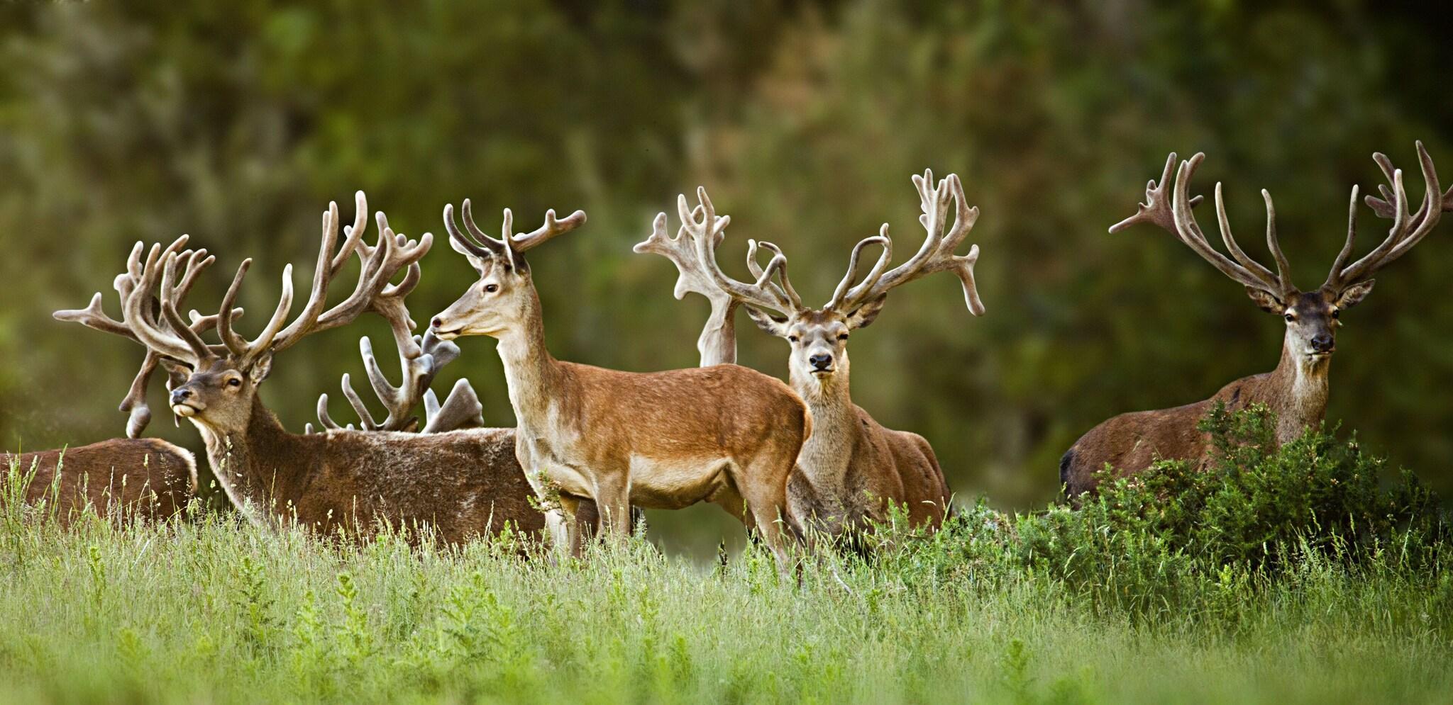Vista Exterior Treetops Lodge & Estate
