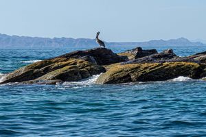 Actividad - Excursión a la isla Coronado