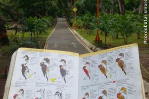 Actividad - TOUR NATURALEZA SINUANA