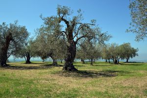 Alojamiento - Antica Villa di Bruto