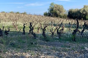 Alquiler Vacacional - 200 year old, large townhouse with romantic patio