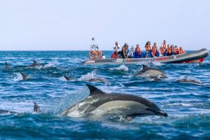 Actividad - Delfines y cuevas - Barco semirrígido
