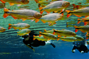 Actividad - Uso Diurno Recanto Ecológico Rio da Prata - Bonito (SALIDA DE CAMPO GRANDE)