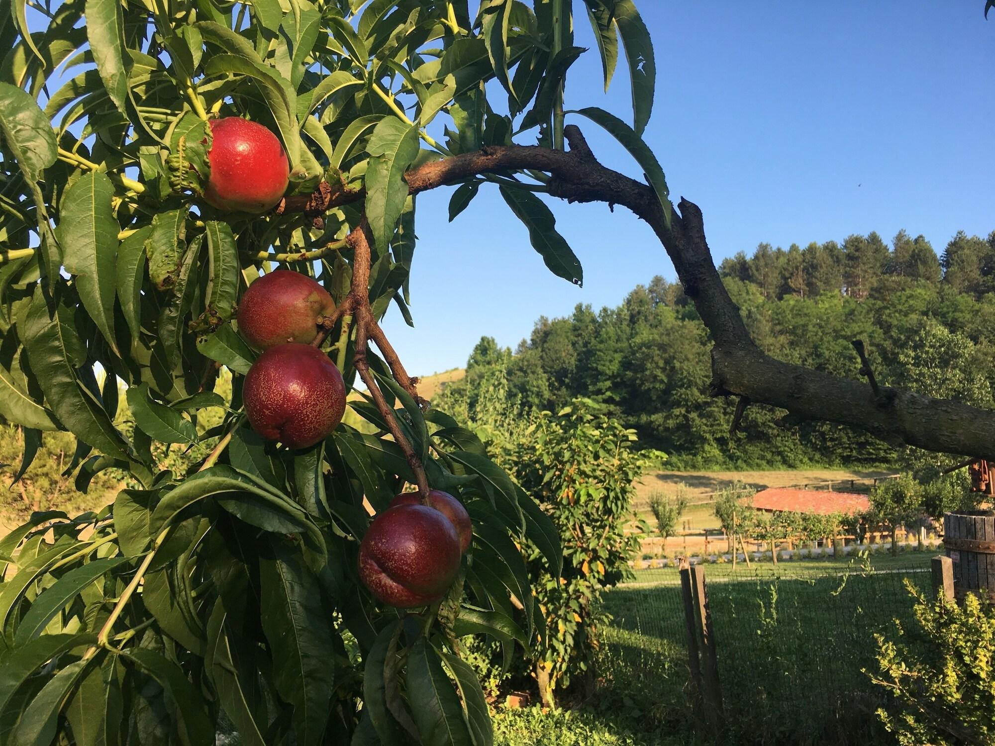 Comodidades del Alojamiento Cascina Castagneto