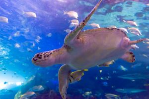 Actividad - Acuario de Ripley de Canadá