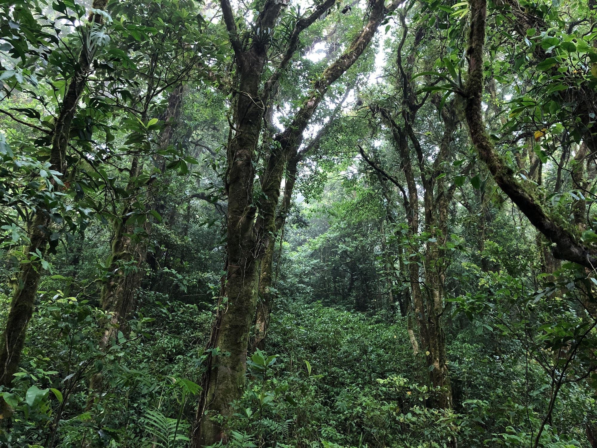 Equipamiento de Habitación Burbi Lake Lodge Monteverde