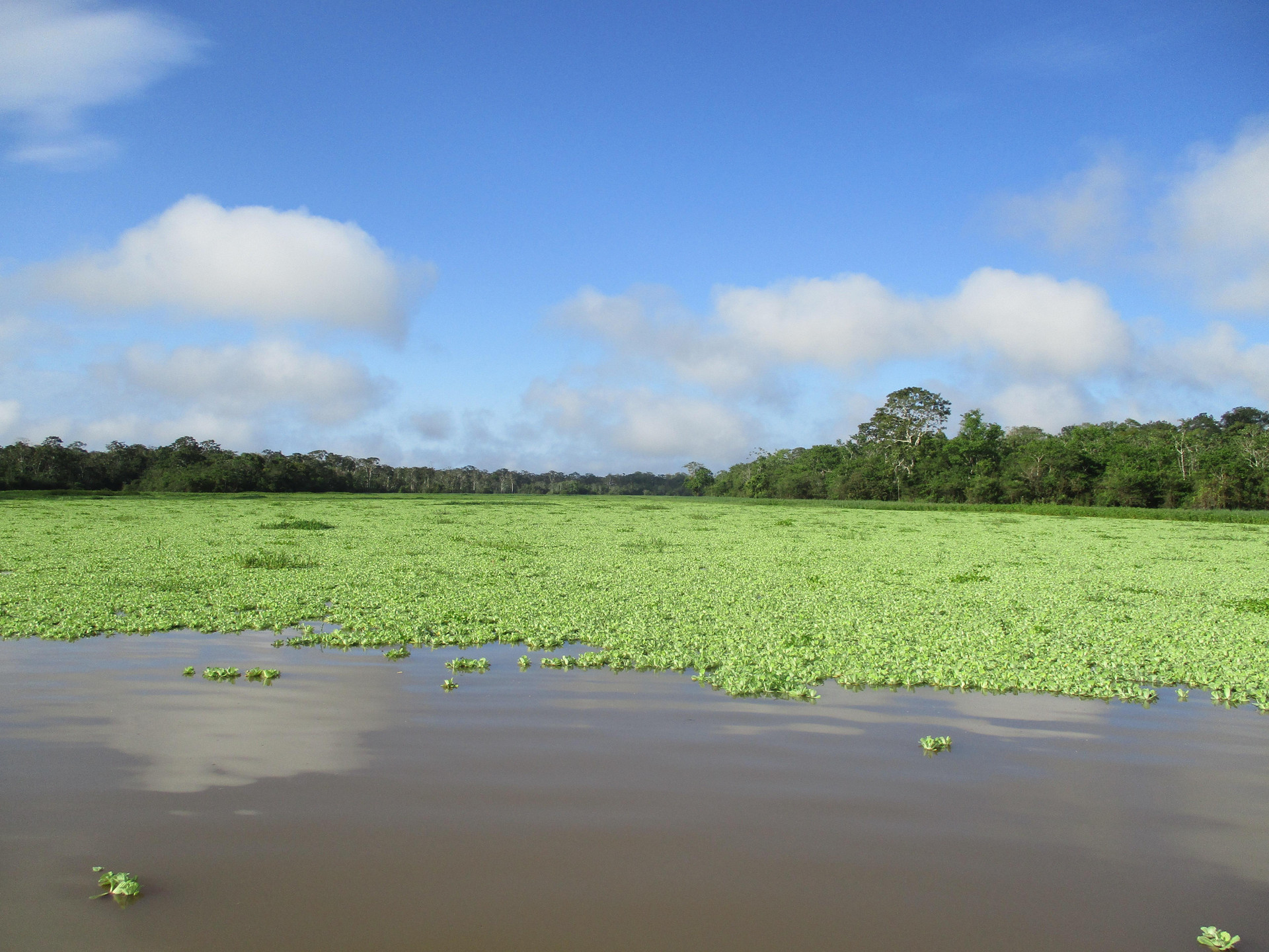 Vista Piscina Curassow Amazon Lodge