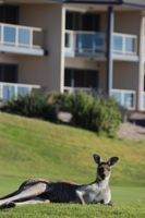 Alojamiento - Links Lady Bay Resort