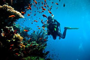 Actividad - Buceo en el Mar Rojo - Excursión de día completo