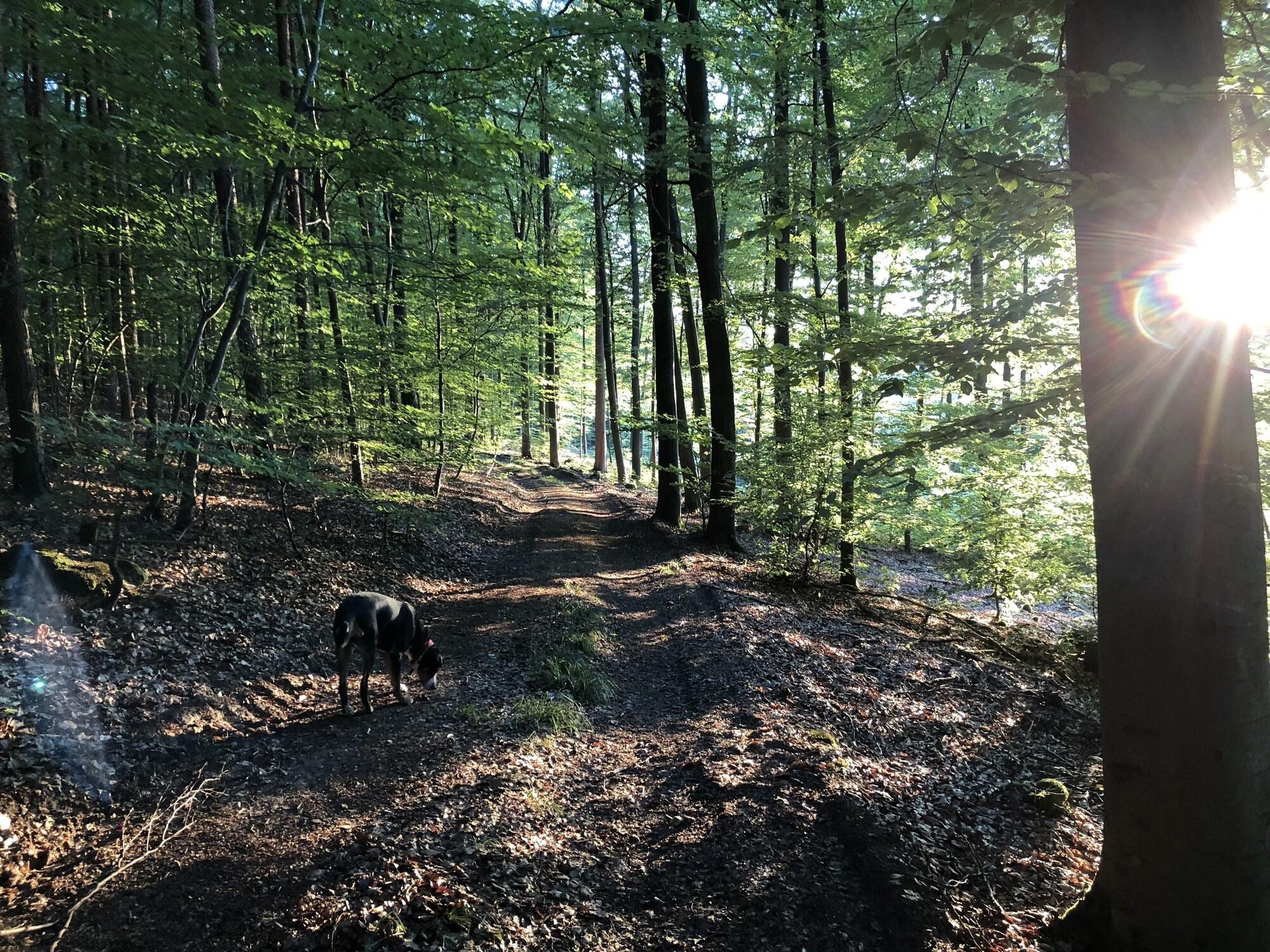Instalaciones Recreativas Haus Am Wald