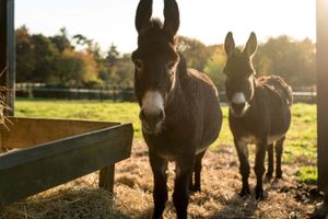 Alojamiento - La Grée des Landes, Eco-Hôtel Spa Yves Rocher