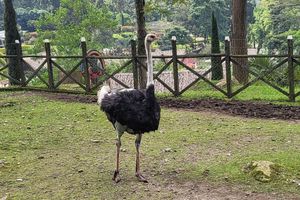 Alojamiento - Rancho Ecoturistico El Faro