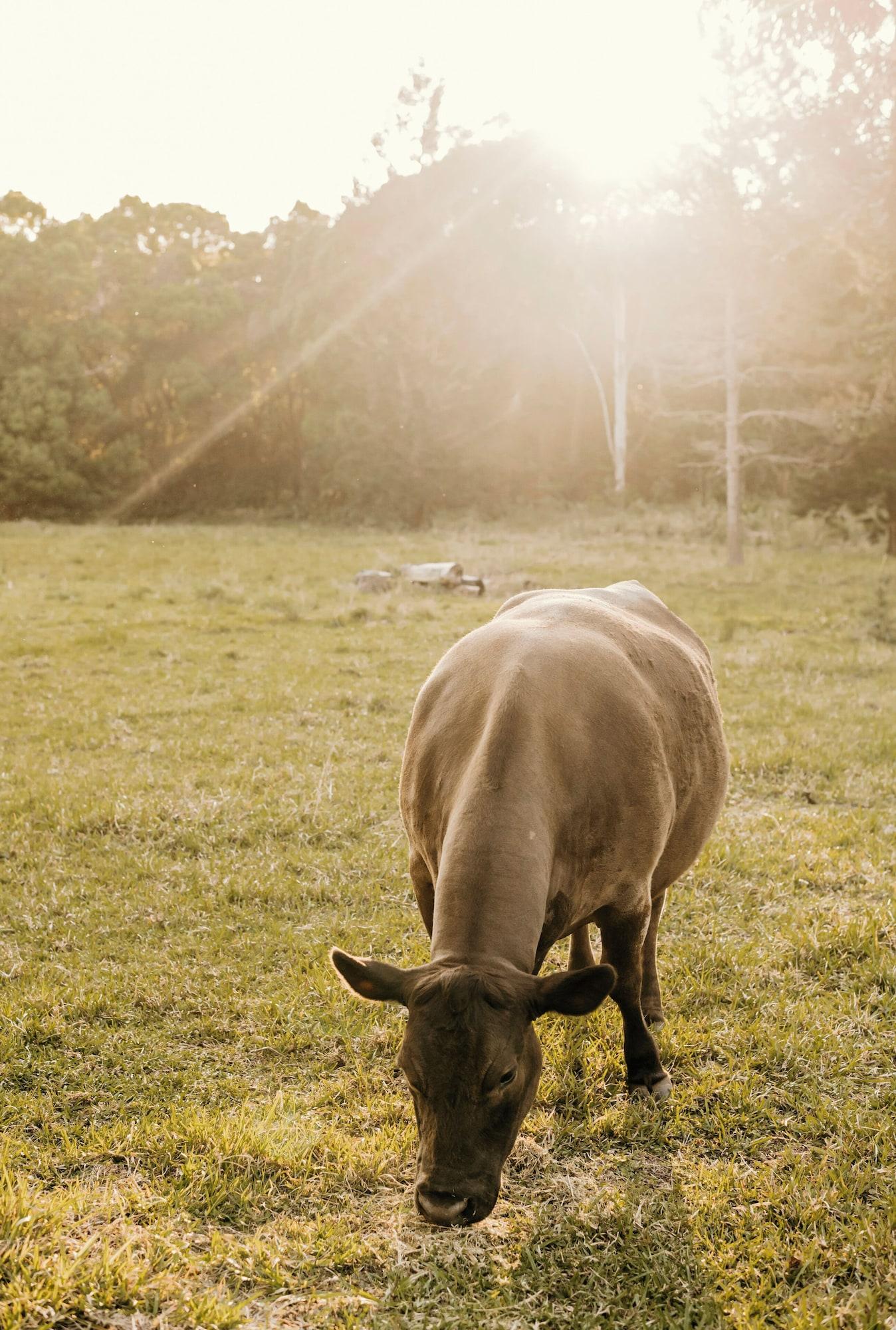 Equipamiento de Habitación Contained in Nimbin