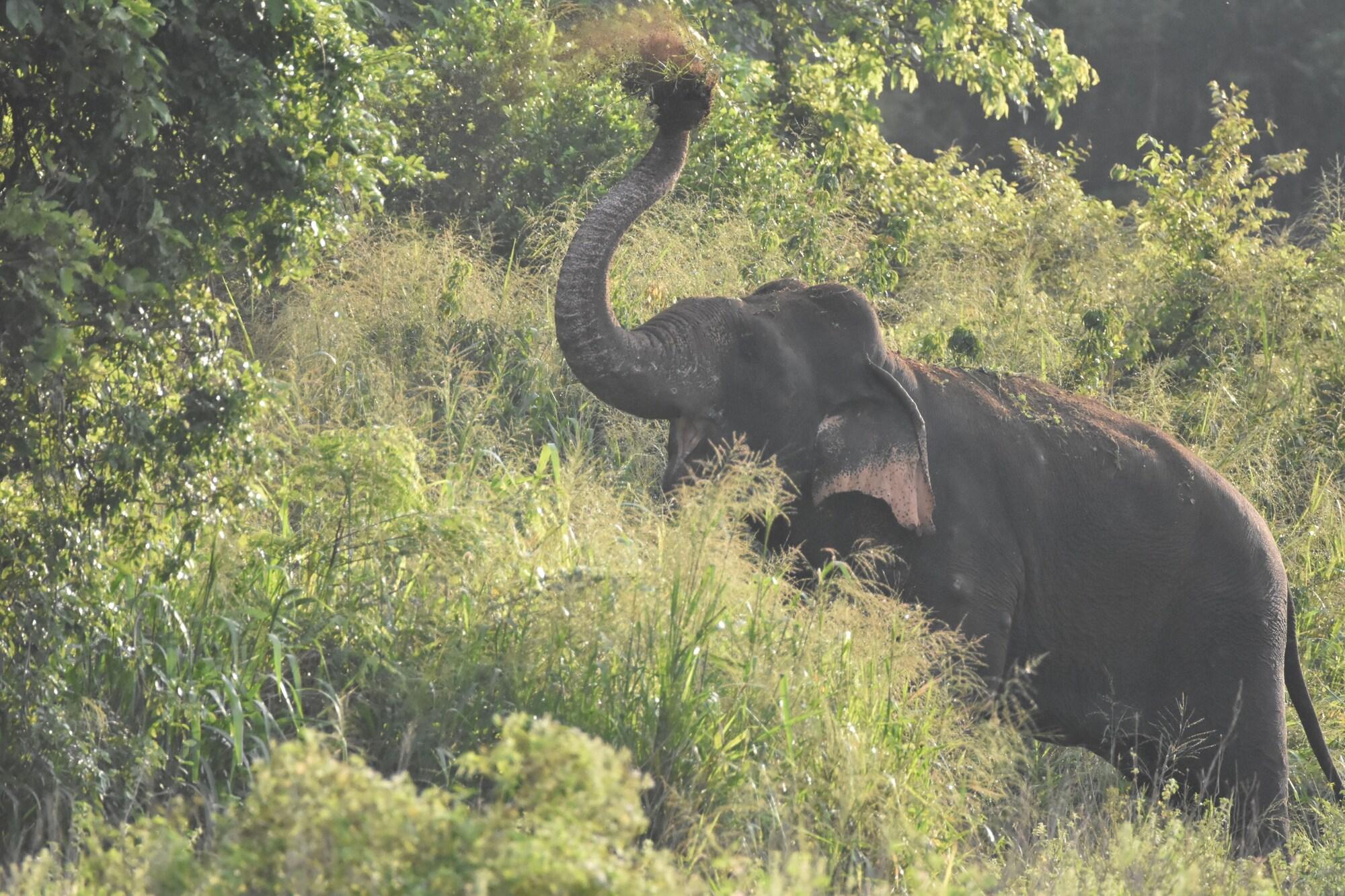 Instalaciones Recreativas Explorer by Eco Team - Maduru Oya National Park