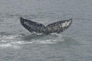 Actividad - Navegación de Ballenas, Pingüinos y Glaciares desde Punta Arenas