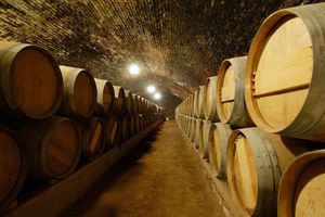 Actividad - Bodegas Concha y Toro 