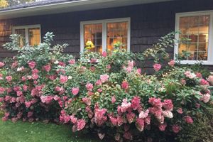 Alquiler Vacacional - Upscale north woods Cabin in Hiawatha National Forest near Pic Rocks!Snowmobile!