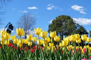 Actividad - Tour Floriade 