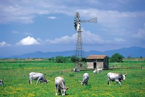 Alojamiento - Agriturismo La pulledraia