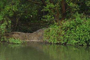 Actividad - Excursión a los manglares de Tumbes