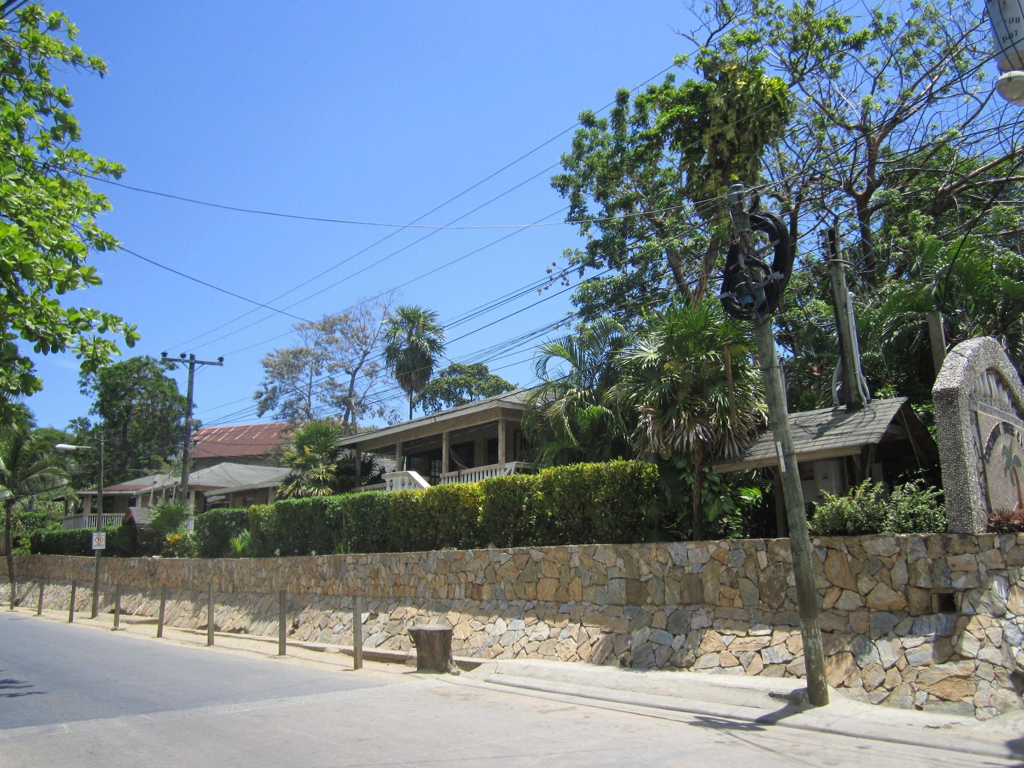 Varios Coconut Tree West End