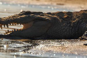 Actividad - Safari por el valle del Chambal