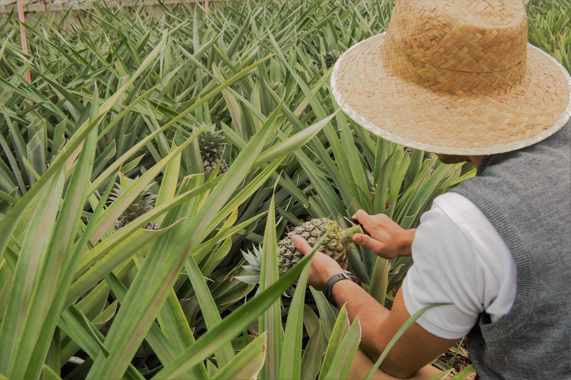 Instalaciones Recreativas Herdade do Ananás