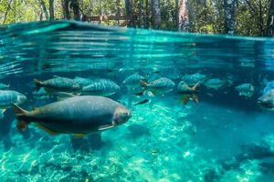 Actividad - Excursión al Aquário Encantado de Nobres