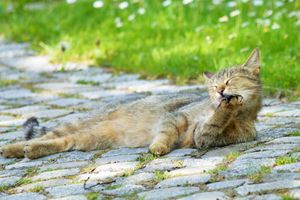 Alquiler Vacacional - Evening sun Modern Retreat