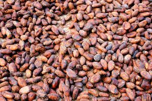 Actividad - Hacienda Cacao con Almuerzo