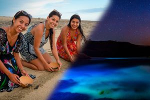 Actividad - Puerto Escondido: Tortugas y Bioluminiscencia.