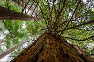 Activity - San Vicente de la Barquera + Secuoya Forest Day Trip