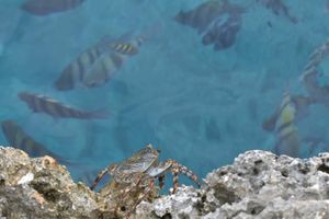 Actividad - Snorkel en Providencia