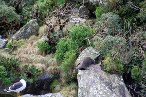 Actividad - Fly and Nature Cruise - Half-Day Tour