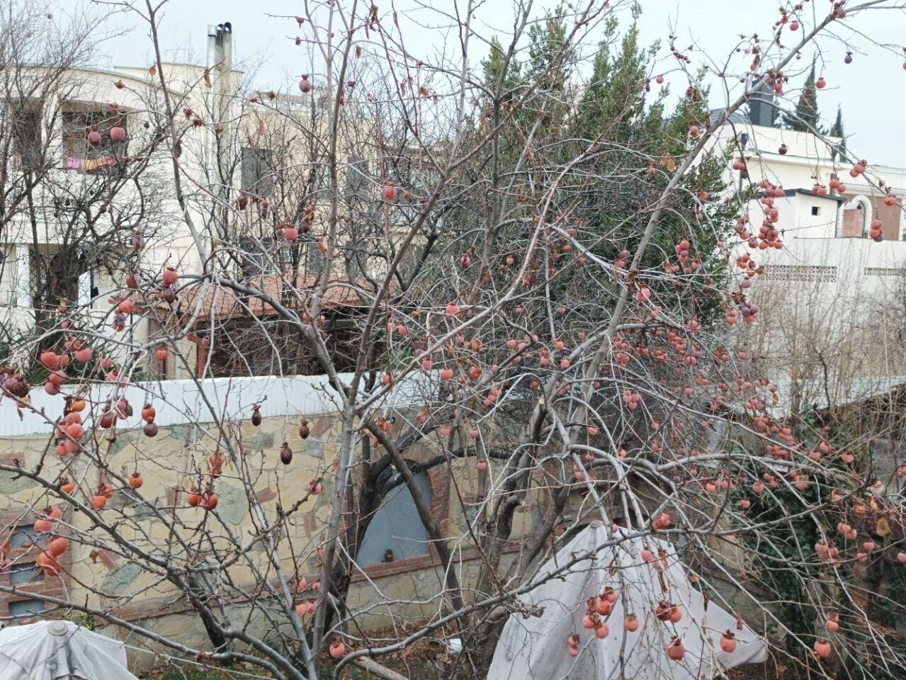 Varios Paradise Garden Tbilisi