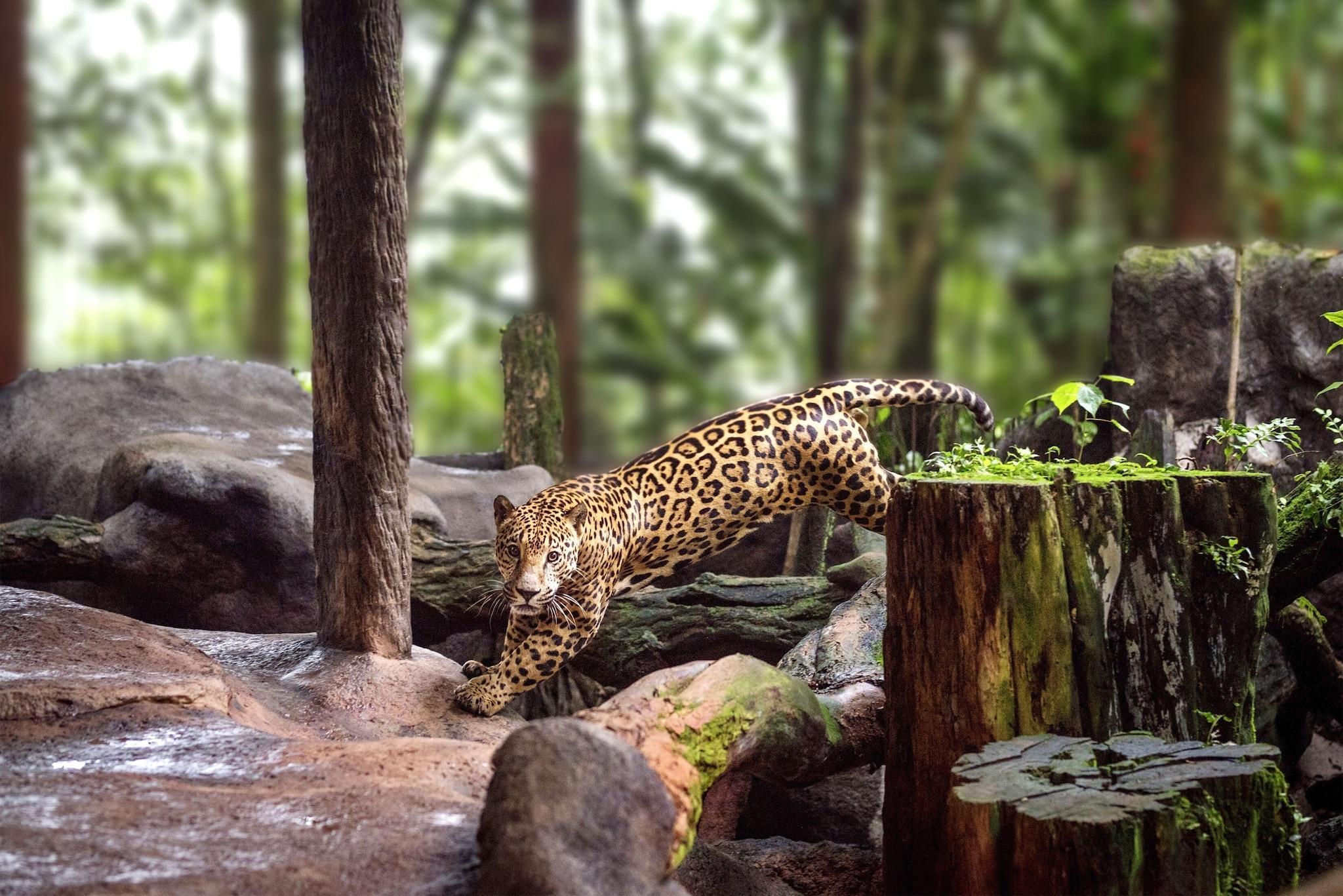 Vista Exterior The Peace Lodge At La Paz Waterfall Gardens