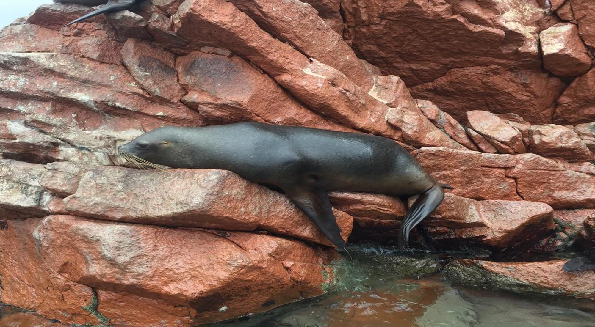 Varios Palmeras House