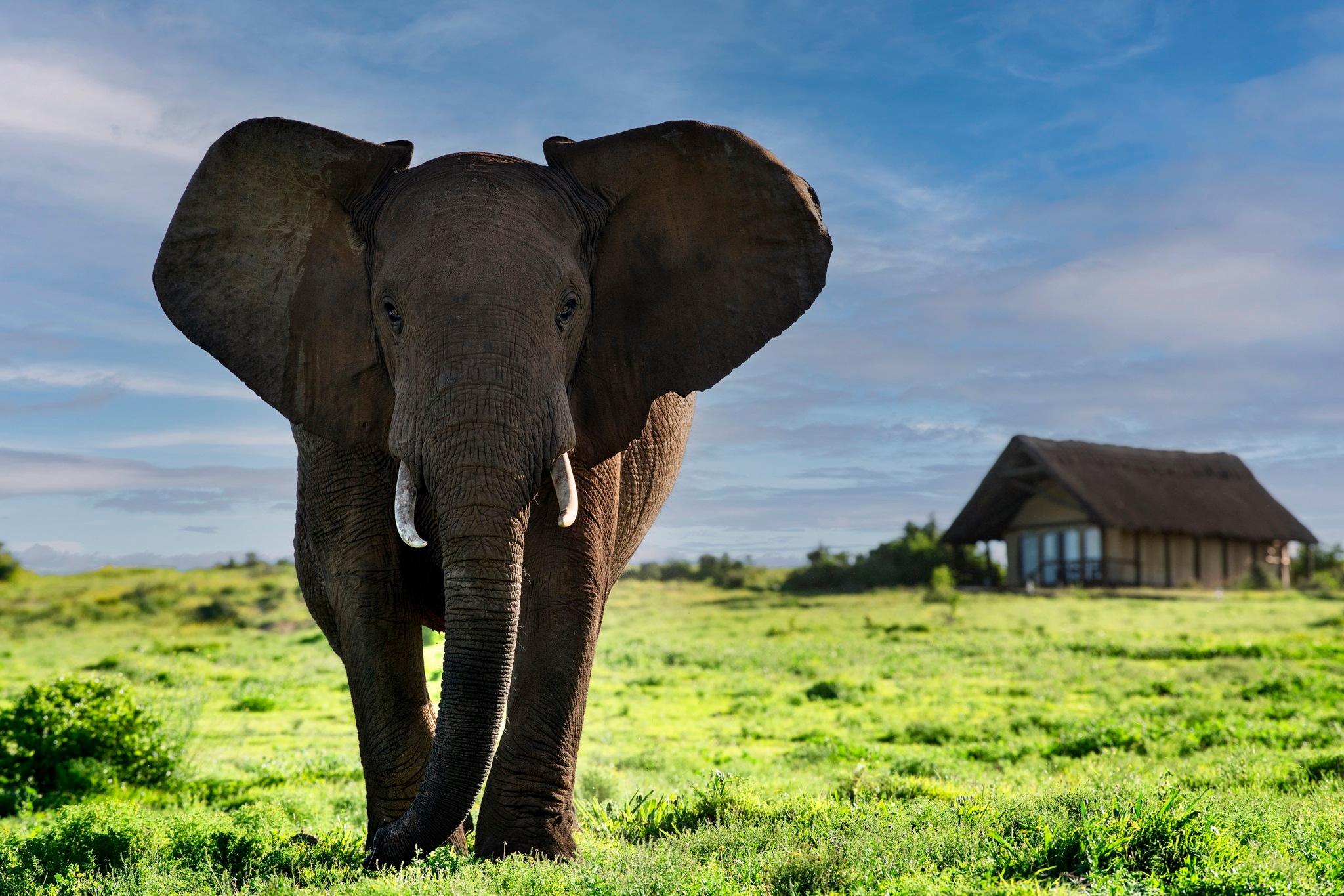 Vista Exterior Gorah Elephant Camp