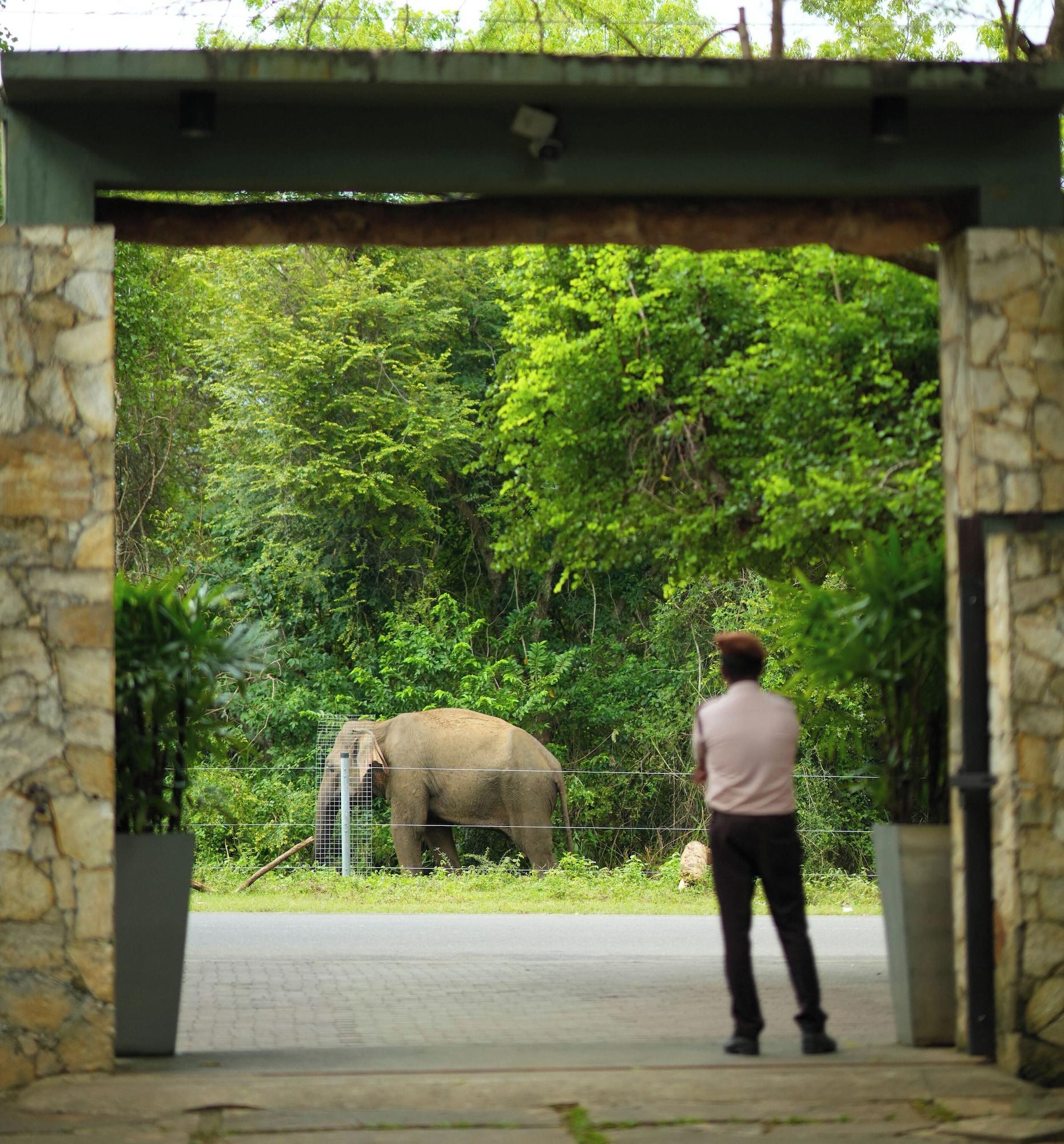 Vista Exterior Elephant Trail