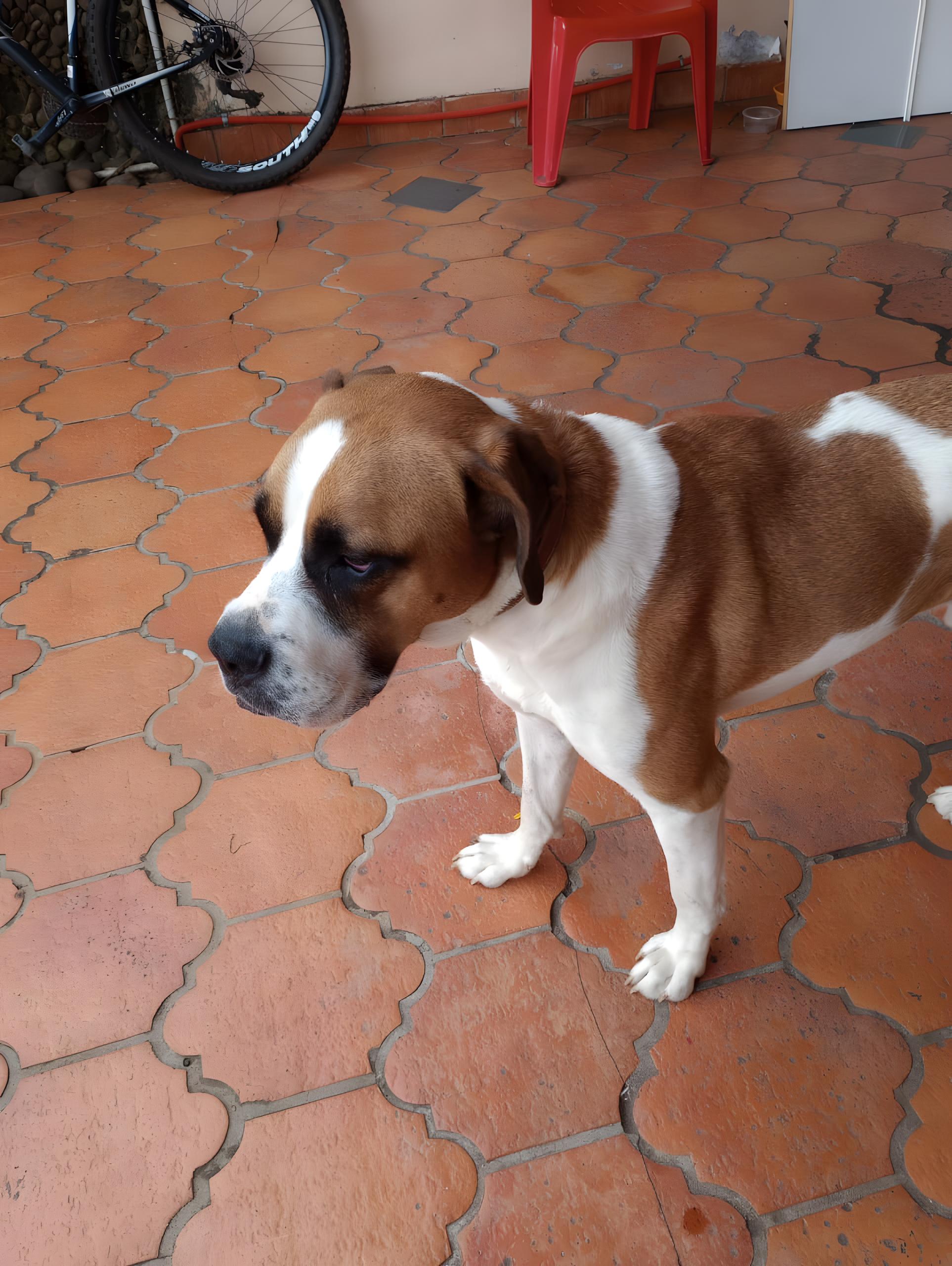 Pet friendly Merlyn Pousadas