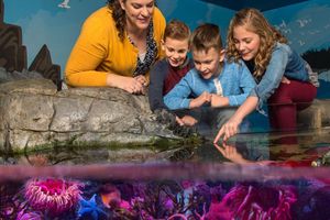 Actividad - Sea Life Charlotte