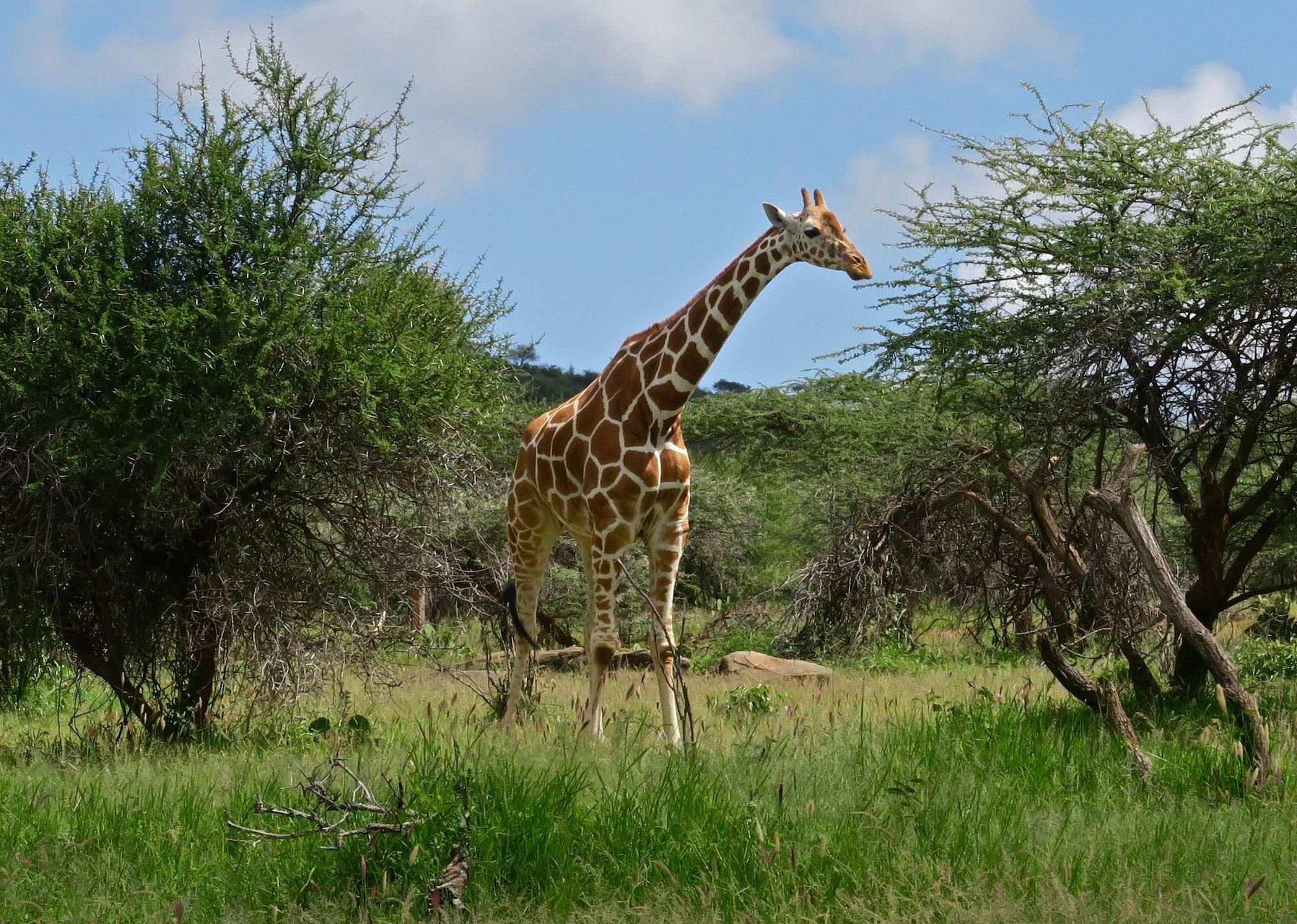 Instalaciones Recreativas Ewaso Camp Laikipia