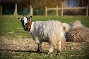 Alojamiento - Campanile Val de France