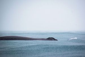 Alojamiento - Sononaecologde