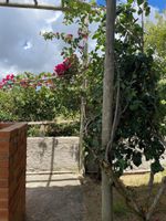 Alquiler Vacacional - Studio house, suites