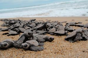 Actividad - Protección de tortugas y liberación de tortugas