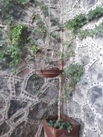 Alojamiento - Hotel Vitorina