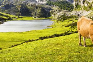 Activity - Covadonga & Cangas de Onís Small Group Day Trip
