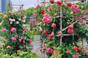 Alojamiento - Ramada Plaza Wuhan Optics Valley