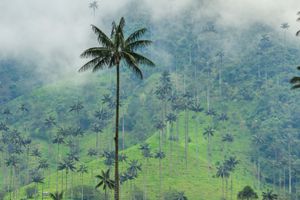 Actividad - Excursión al Valle de Cocora + Visita a una finca cafetera